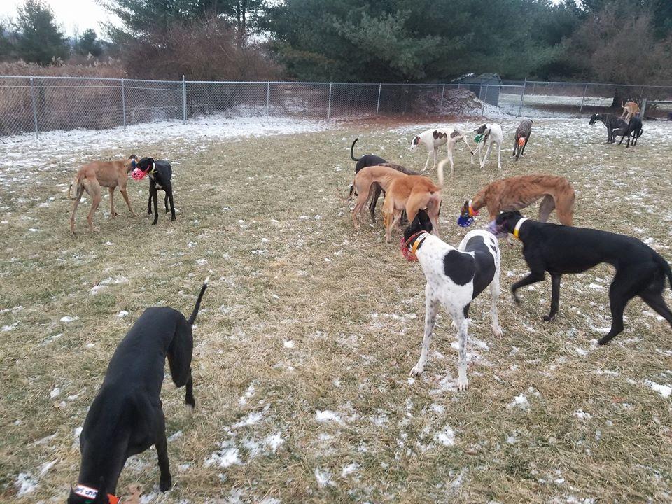 Alabama Greyhound Rescue and Adoption Center