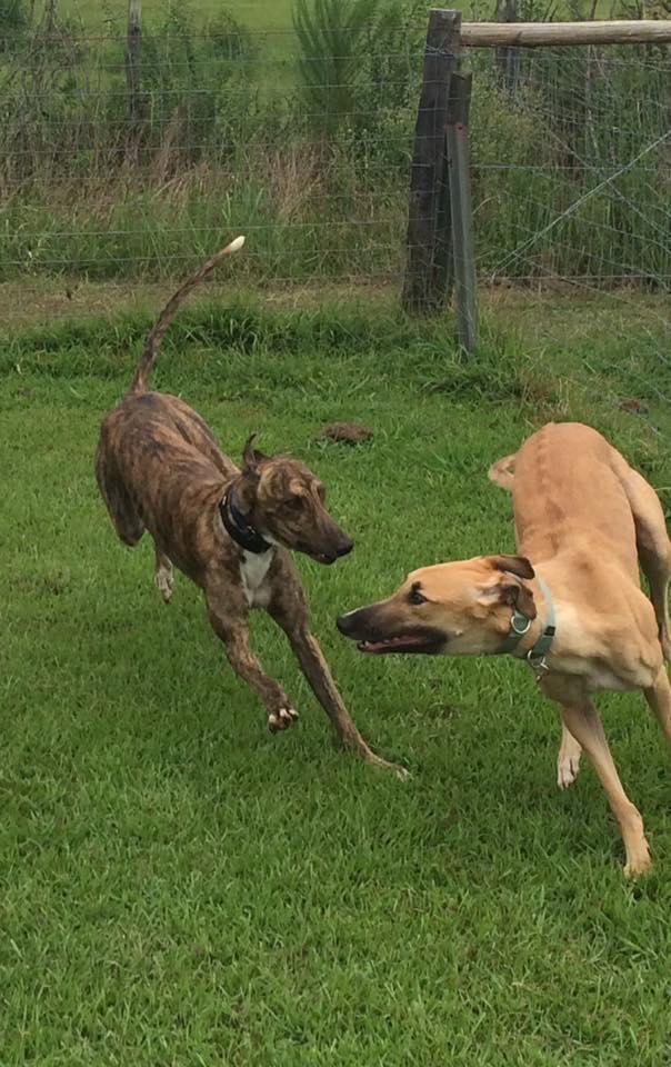 Alabama Greyhound Rescue and Adoption Center
